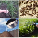 L'utilisation de vinaigre contre les fourmis