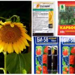 Produits chimiques toxiques provenant de pucerons sur le tournesol