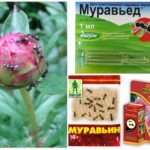 L'utilisation de pesticides