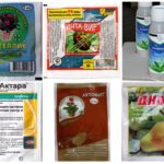 Médicaments efficaces contre les pucerons