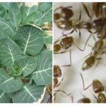 Fourmis sur le chou