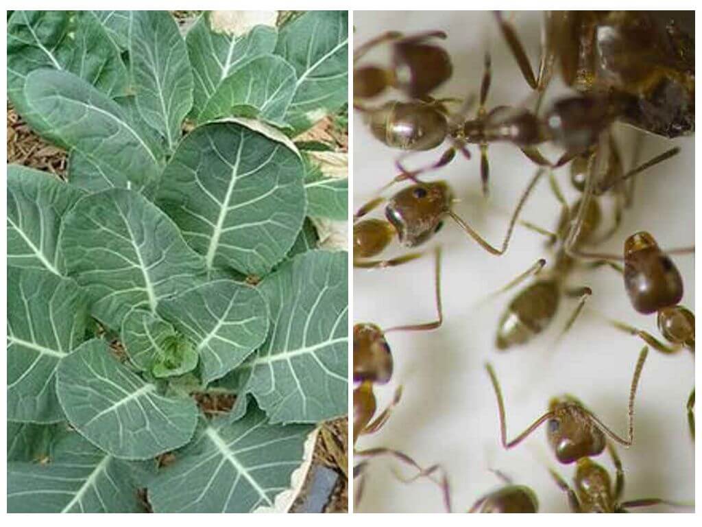 Fourmis sur le chou