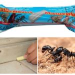 Pencil Masha pour combattre les fourmis