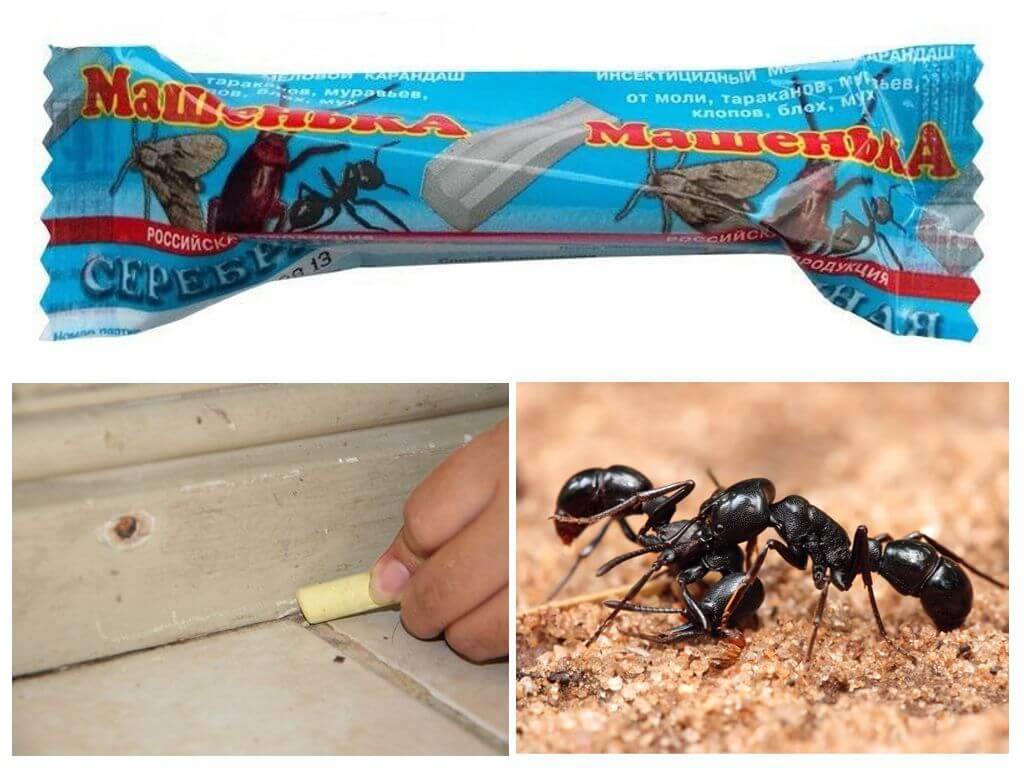 Pencil Masha pour combattre les fourmis