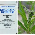 Acide borique contre les pucerons