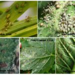 Classification des pucerons