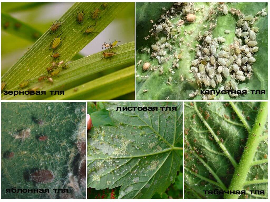 Classification des pucerons