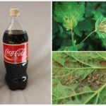 Coca-Cola dans la lutte contre les pucerons