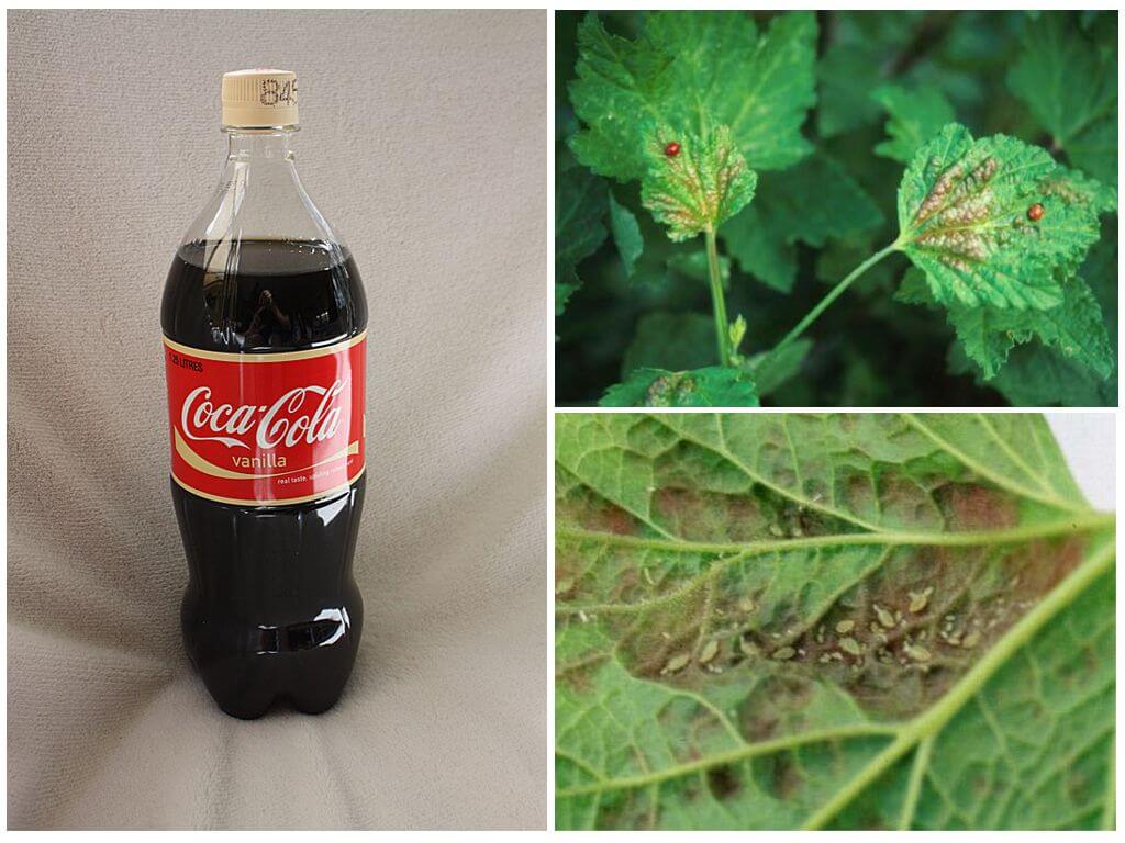 Coca-Cola dans la lutte contre les pucerons