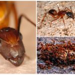Fourmis rouges