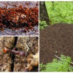 Fourmilière et fourmis