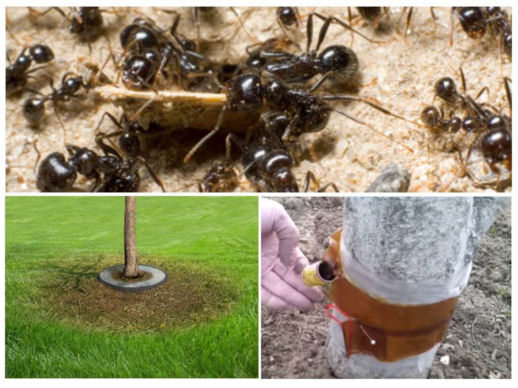 Pièges à fourmis dans les arbres