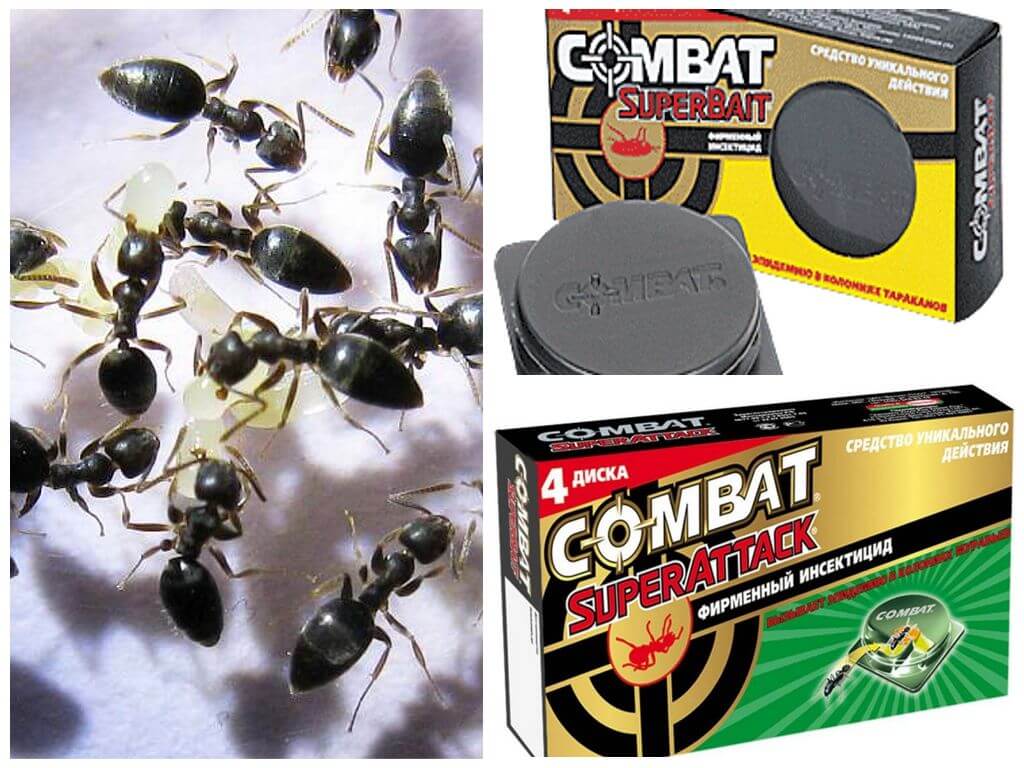 Combat de pièges à insectes