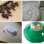 Pièges à insectes