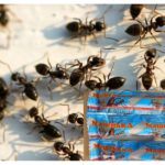 Macha des fourmis