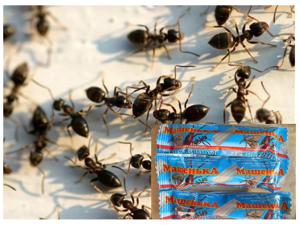 Macha des fourmis