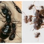Reine des fourmis