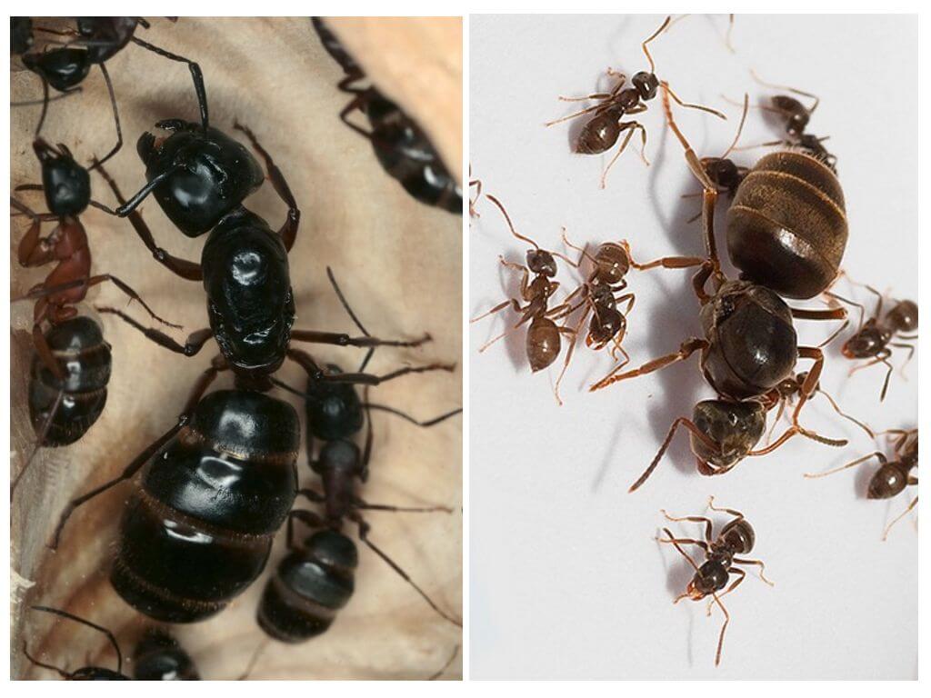 Reine des fourmis