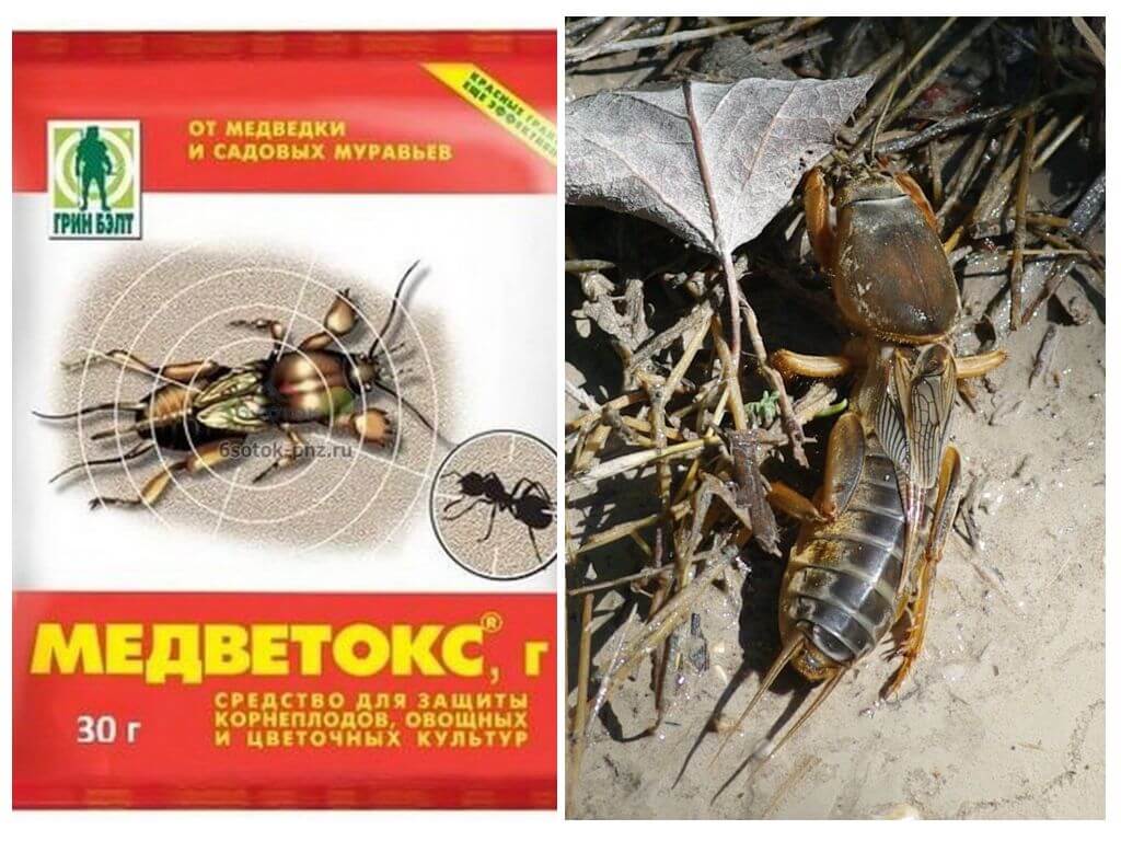 Medvetoks de Medvedki