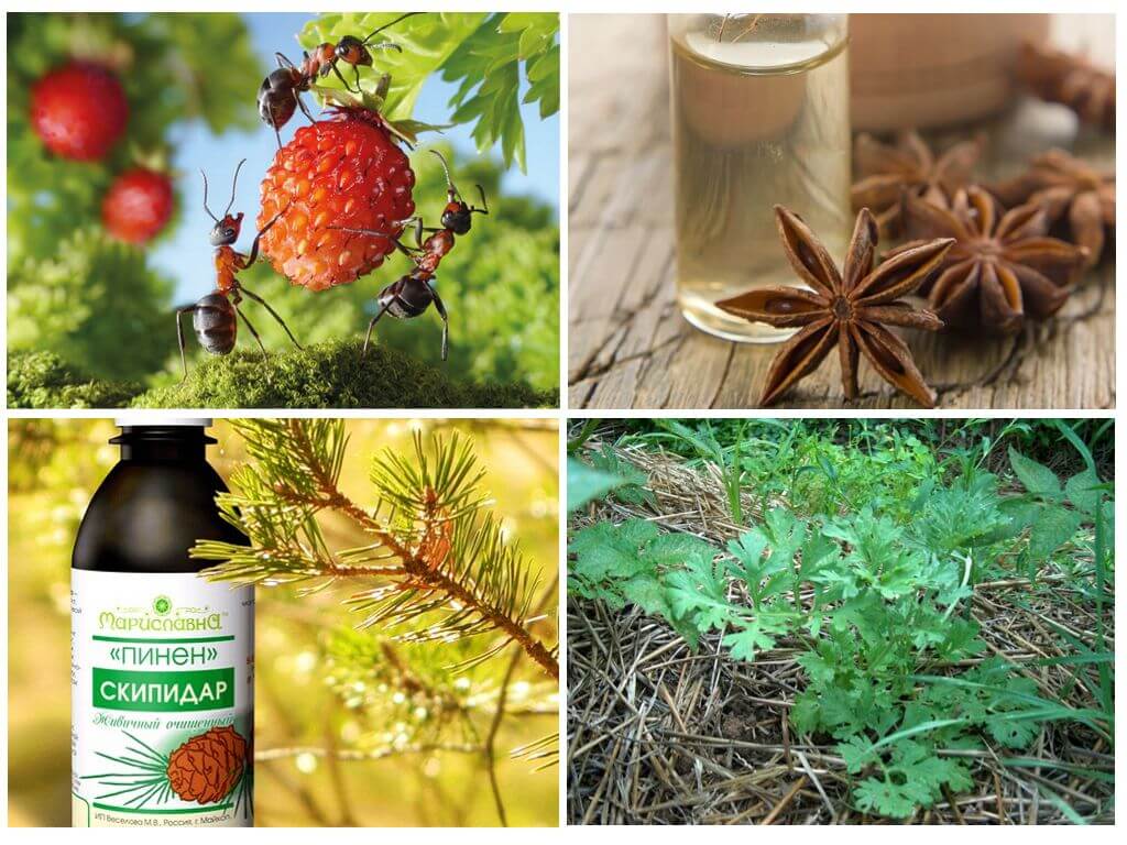 Recettes De Fourmis