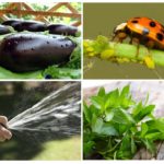 Moyens de lutter contre les pucerons