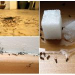 Fourmis dans l'appartement