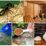 Fourmis dans le bain