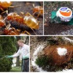 Fourmis jaunes à la campagne et au jardin