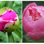 Fourmis sur pivoines