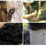 Lutte contre les fourmis sur un pommier