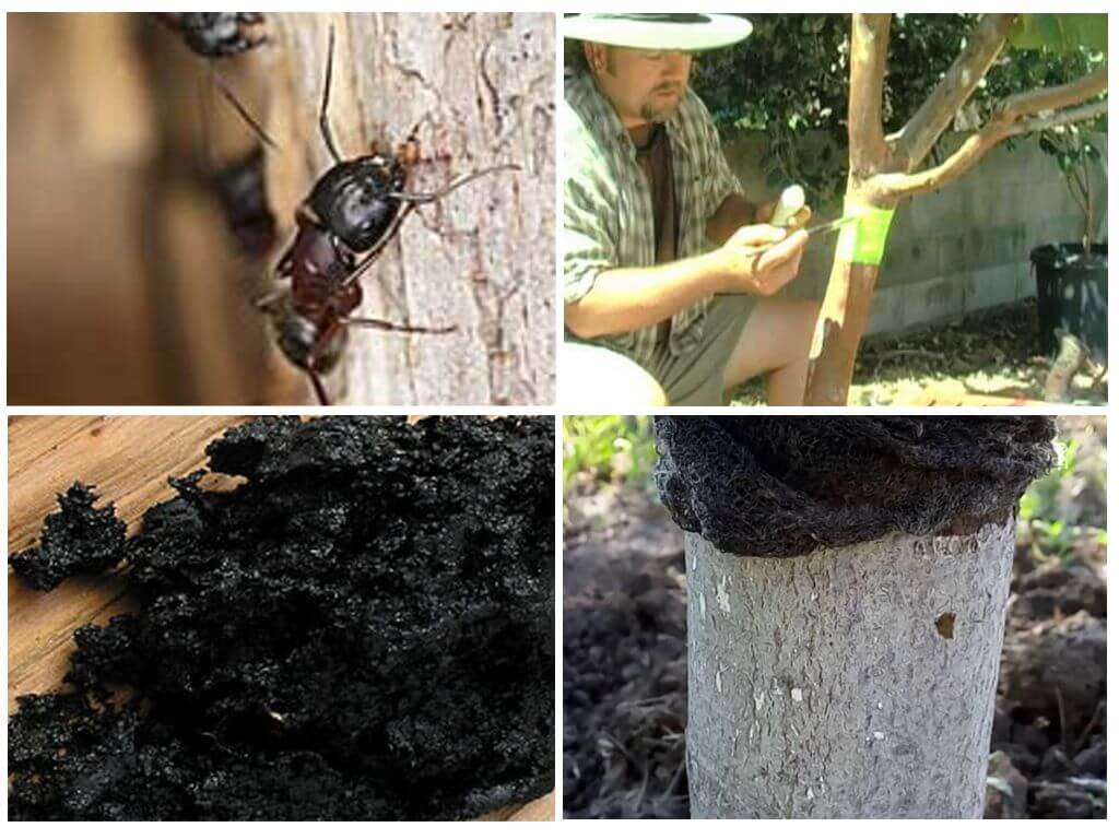 Lutte contre les fourmis sur un pommier