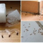 Fourmis dans la maison