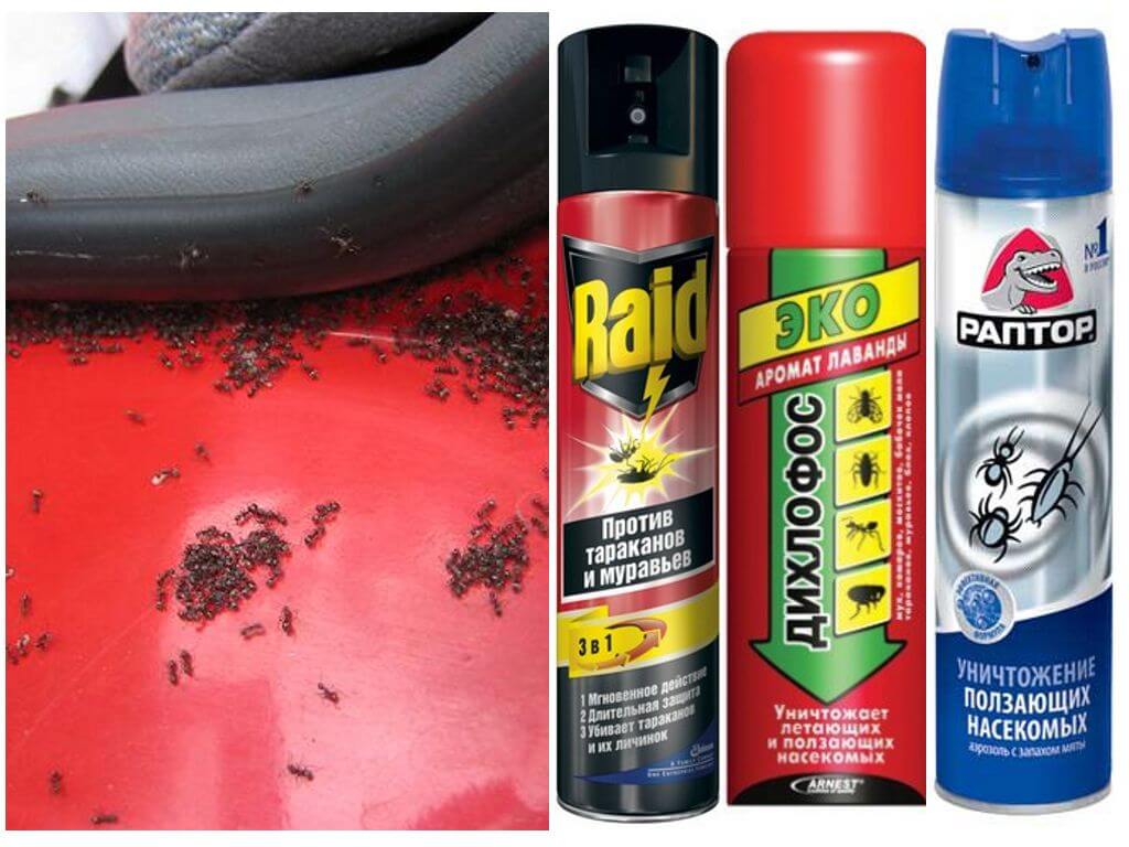 Fourmis dans la voiture
