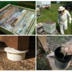 Fourmis dans le rucher