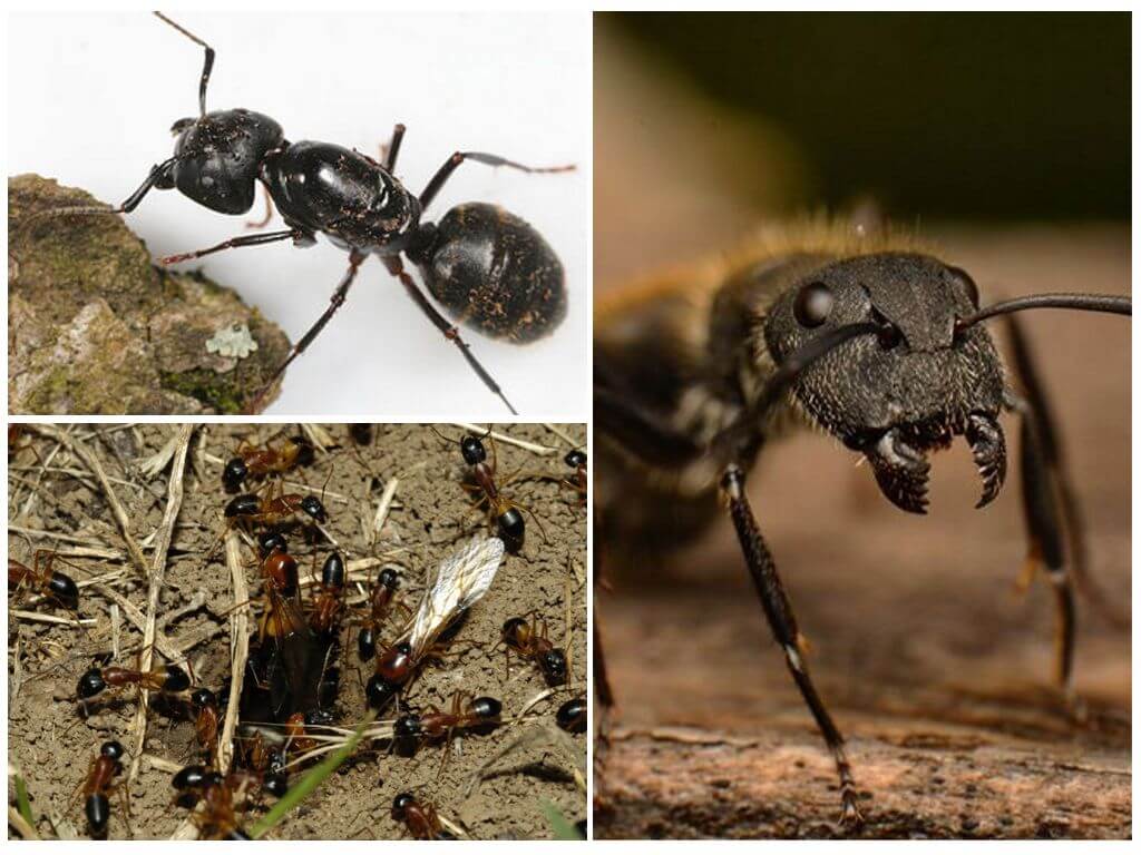 Fourmis à vent