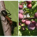 Fourmis sur prune