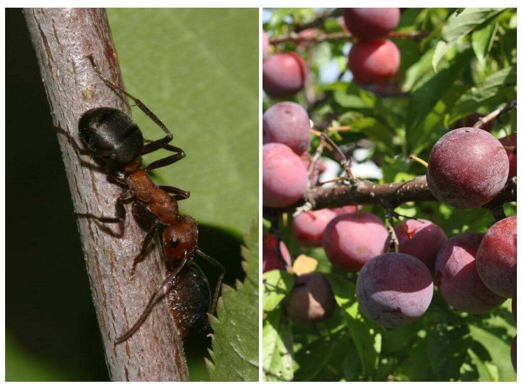 Fourmis sur prune