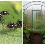 Fourmis dans la serre