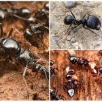 Fourmis moissonneuses
