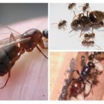 La composition des fourmis dans la colonie
