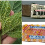 Savon économique et goudron de pucerons