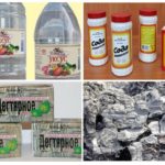 Recettes d'insectes