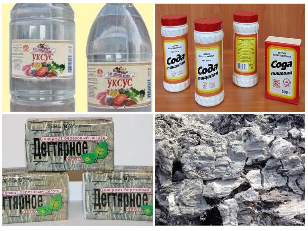 Recettes d'insectes