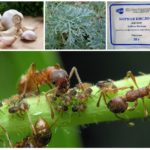 Les plantes dans la lutte contre les insectes