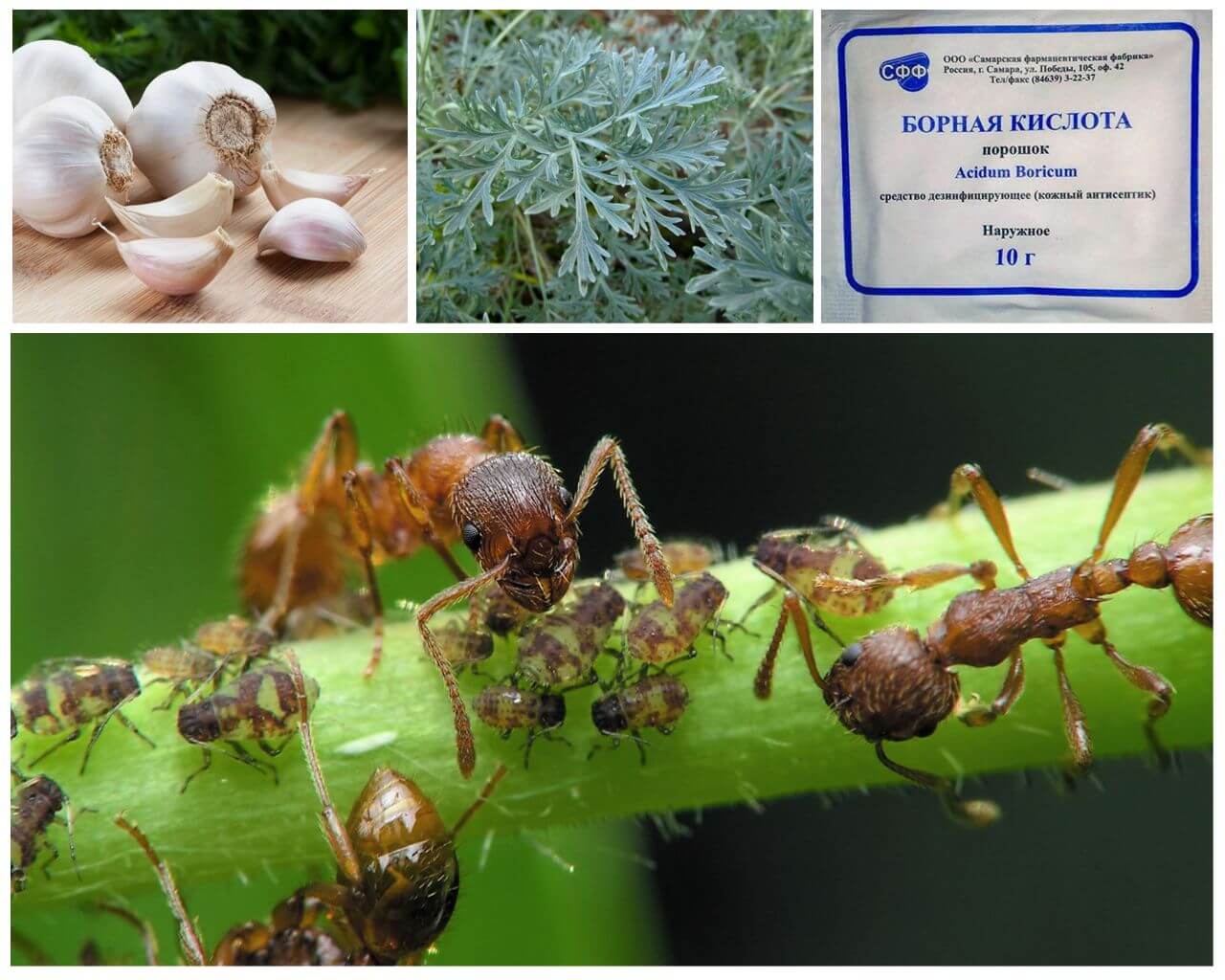 Les plantes dans la lutte contre les insectes