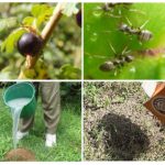 Recettes folkloriques de fourmis