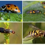 Pucerons mangeant des prédateurs