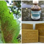 Une solution d'ammoniac d'insectes nuisibles