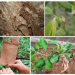 Fourmis arbres arbres