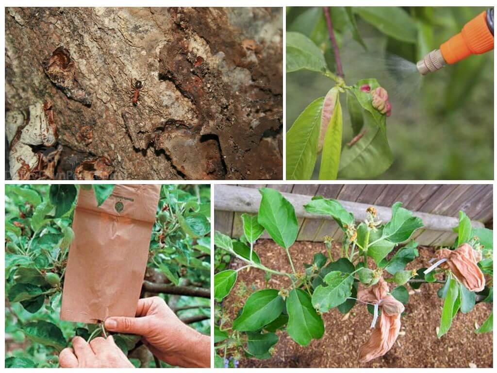 Fourmis arbres arbres